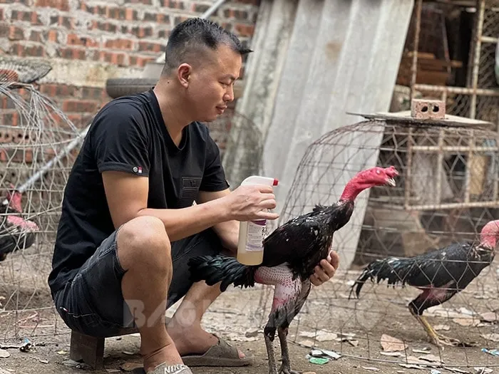 Bí kíp chọn gà đá chuẩn sư kê